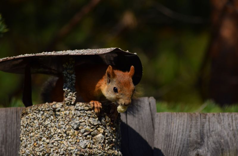Chipmunk Removal