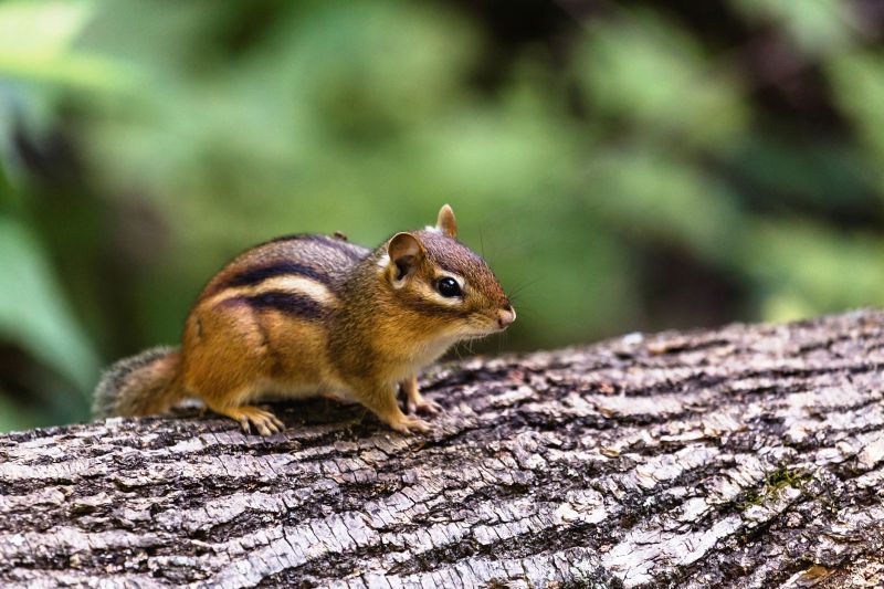 Captured Chipmunks