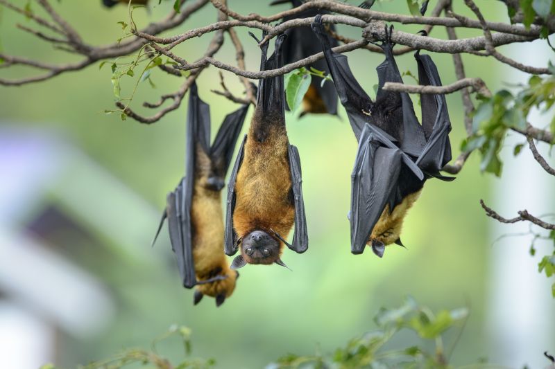 Bats Roosting