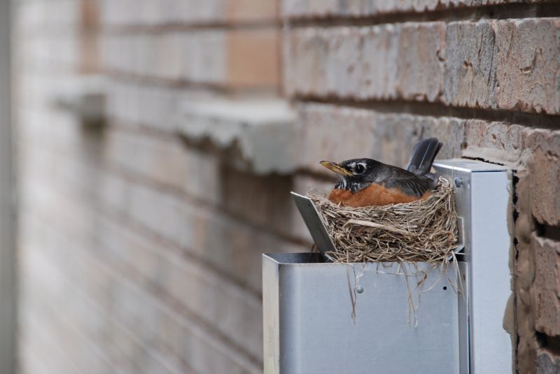 Bird Nests in Vents