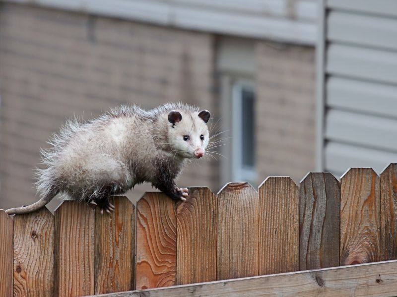 Opossums in Chimneys
