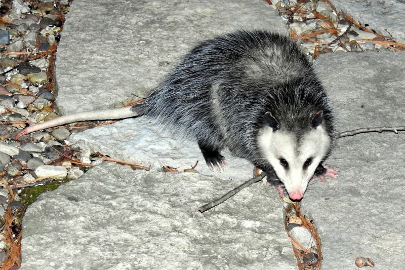 Opossum Entries